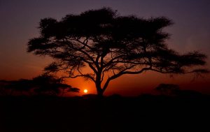 Tanzania-Serengeti